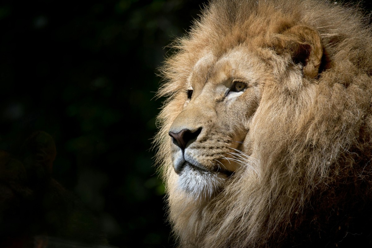 Curabitur vitae leo vitae ipsum varius laoreet